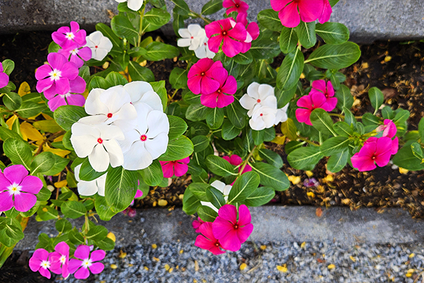 Landscape Design Services